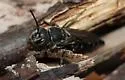 Coelioxys alternatus - photo 3