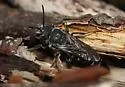 Coelioxys alternatus - photo 4