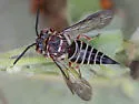 Coelioxys aztecus