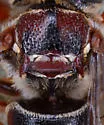 Coelioxys aztecus - photo 2