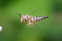 Coelioxys aztecus - photo 4