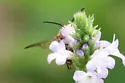Coelioxys aztecus - photo 5