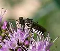 Coelioxys coturnix