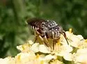 Coelioxys coturnix - photo 2