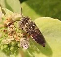 Coelioxys coturnix - photo 3