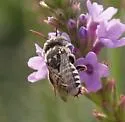 Coelioxys coturnix - photo 4