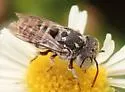 Coelioxys coturnix - photo 5