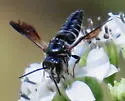 Coelioxys dolichos