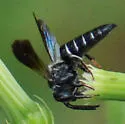 Coelioxys dolichos - photo 2