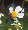 Coelioxys dolichos - photo 3