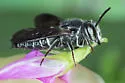 Coelioxys dolichos - photo 4