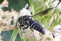 Coelioxys dolichos - photo 5