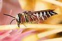 Coelioxys edita