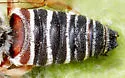 Coelioxys edita - photo 2
