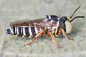 Coelioxys edita - photo 4