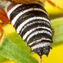 Coelioxys edita - photo 5