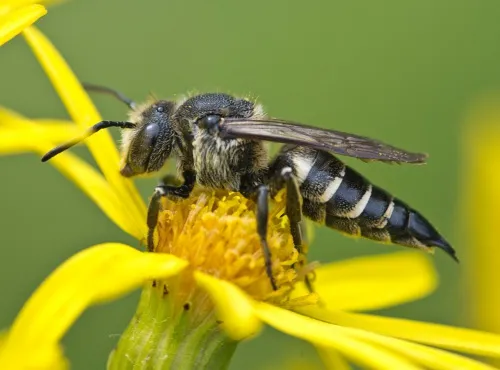 Coelioxys elongata