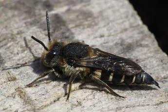 Coelioxys elongata - photo 2