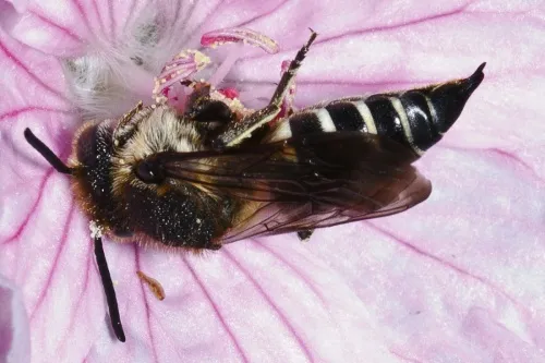 Coelioxys elongata - photo 3