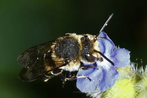 Coelioxys elongata - photo 4