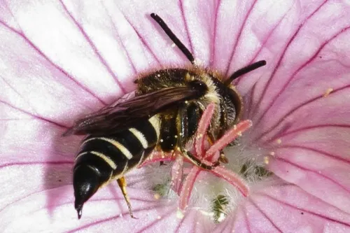 Coelioxys elongata - photo 5