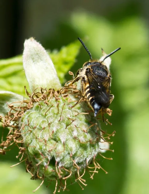 Coelioxys elongata - photo 6