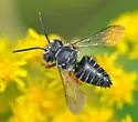 Coelioxys germanus