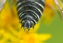 Coelioxys germanus - photo 2
