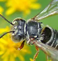 Coelioxys germanus - photo 3