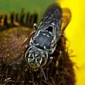 Coelioxys hunteri - photo 2