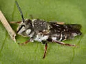 Coelioxys immaculatus - photo 2