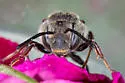 Coelioxys immaculatus - photo 3