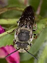 Coelioxys immaculatus - photo 4