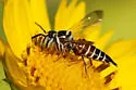 Coelioxys menthae