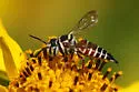Coelioxys menthae - photo 2