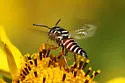 Coelioxys menthae - photo 3