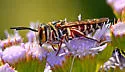 Coelioxys menthae - photo 4