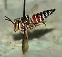 Coelioxys menthae - photo 5