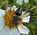 Coelioxys mexicanus - photo 2