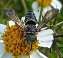 Coelioxys mexicanus - photo 3