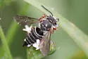 Coelioxys mexicanus - photo 4
