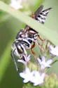 Coelioxys mexicanus - photo 5