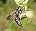 Coelioxys modestus