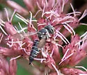 Coelioxys modestus - photo 2