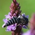 Coelioxys modestus - photo 4