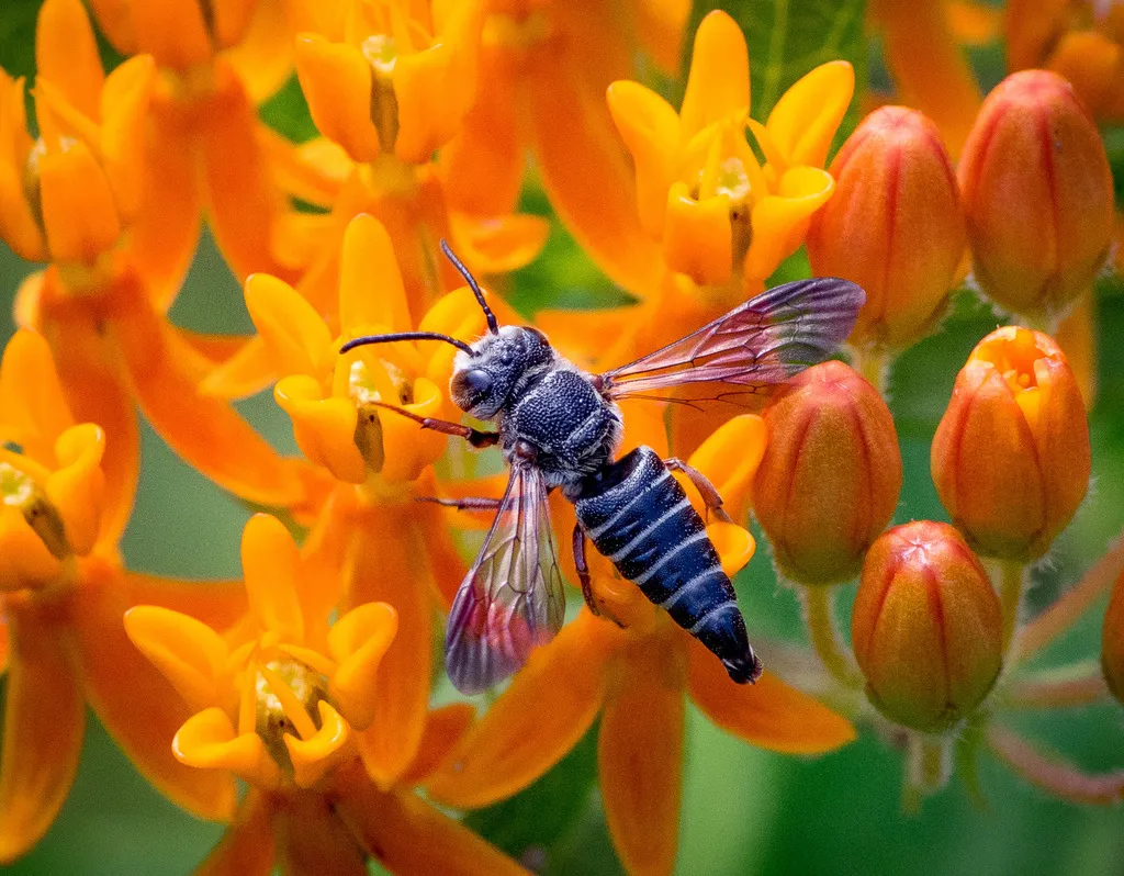 Coelioxys obtusiventris - photo 2
