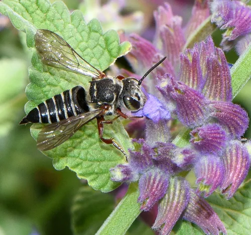 Coelioxys octodentatus
