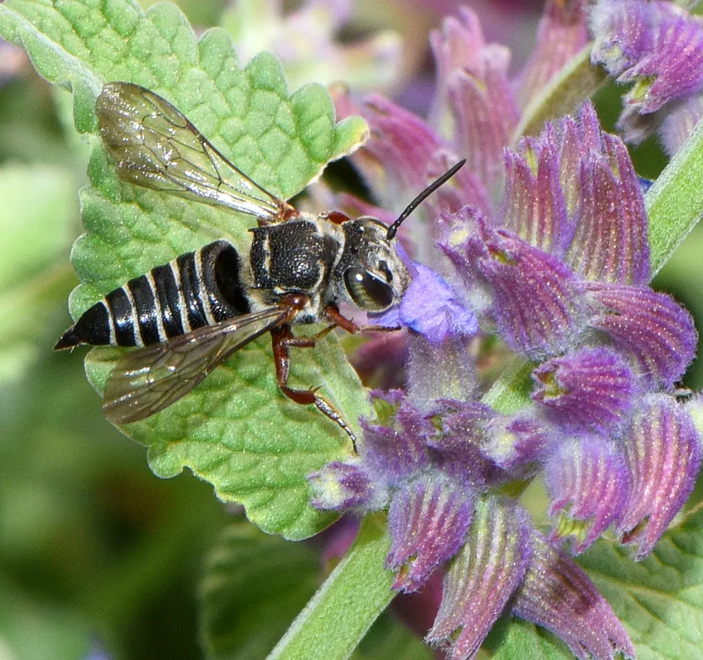 Coelioxys octodentatus - photo 2