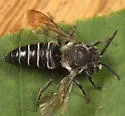 Coelioxys porterae