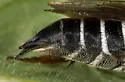 Coelioxys porterae - photo 2